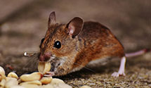 24 Hour & Emergency Exterminators in New Canaan, CT
